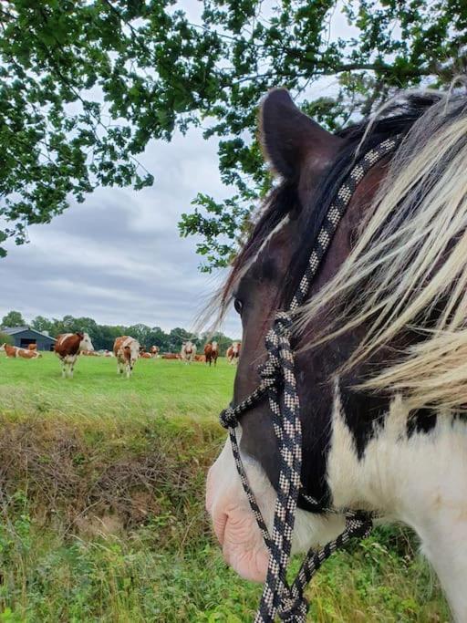 Leuk Boerderijtje Op Prachtige Plek, Nabij Natuurgebied Ruurlo Dış mekan fotoğraf